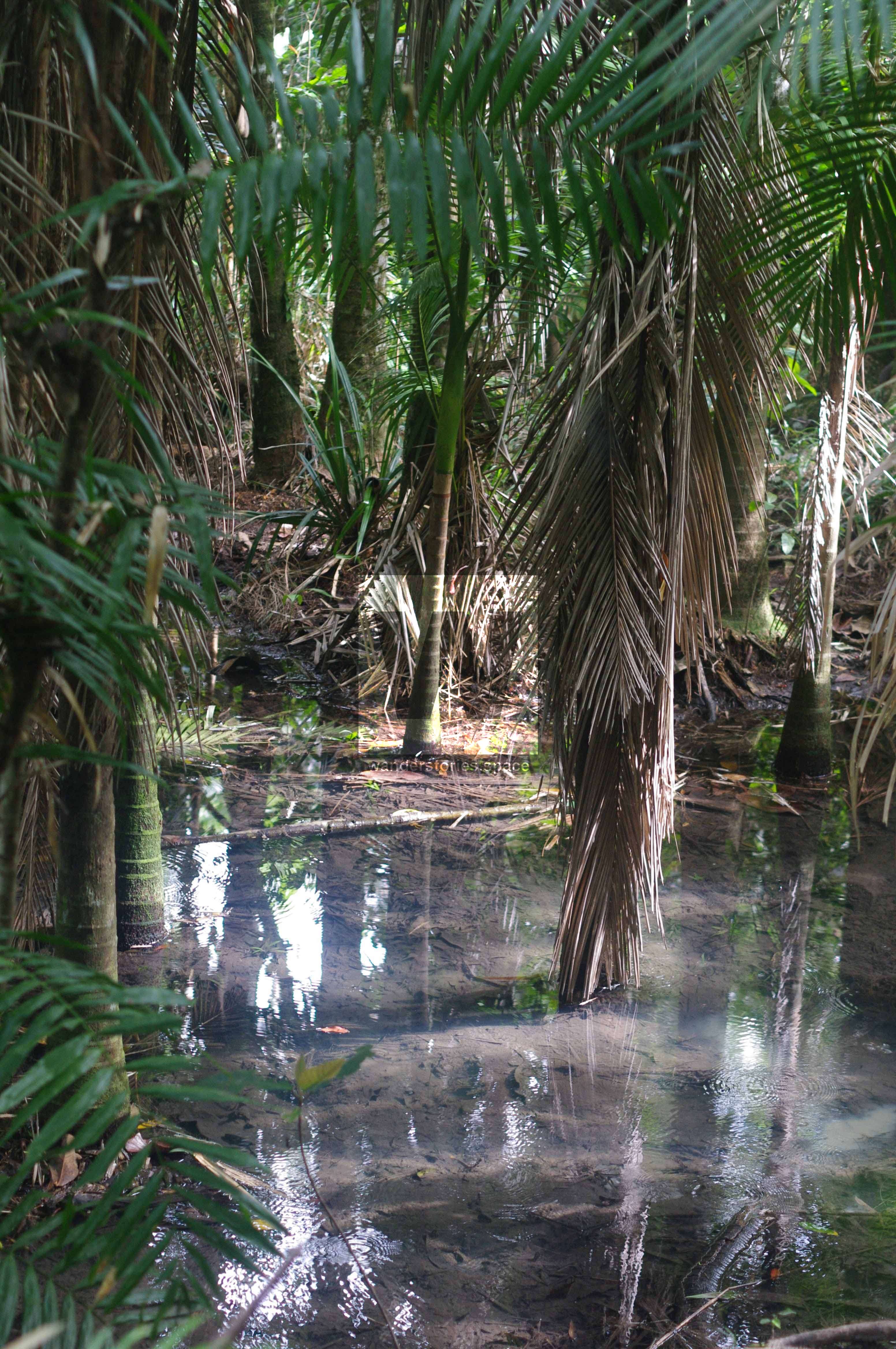 Rainforest swamp