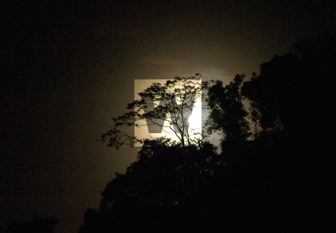 moon behind the trees.
