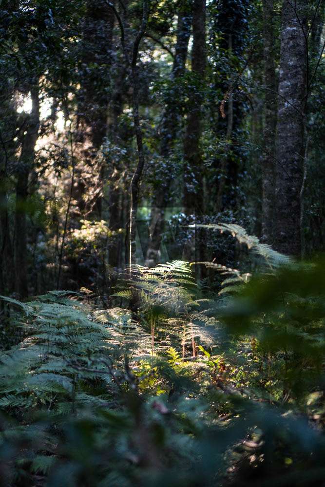 Light in the morning on the Cascade Circuit in the Bunya Mountains