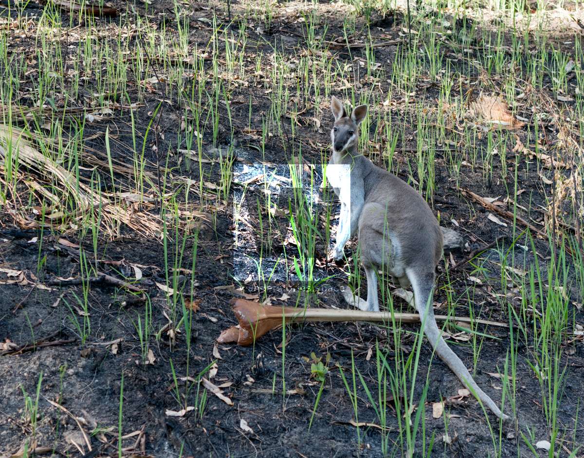 Wallaby next to the walking track at Carnarvon Gorge