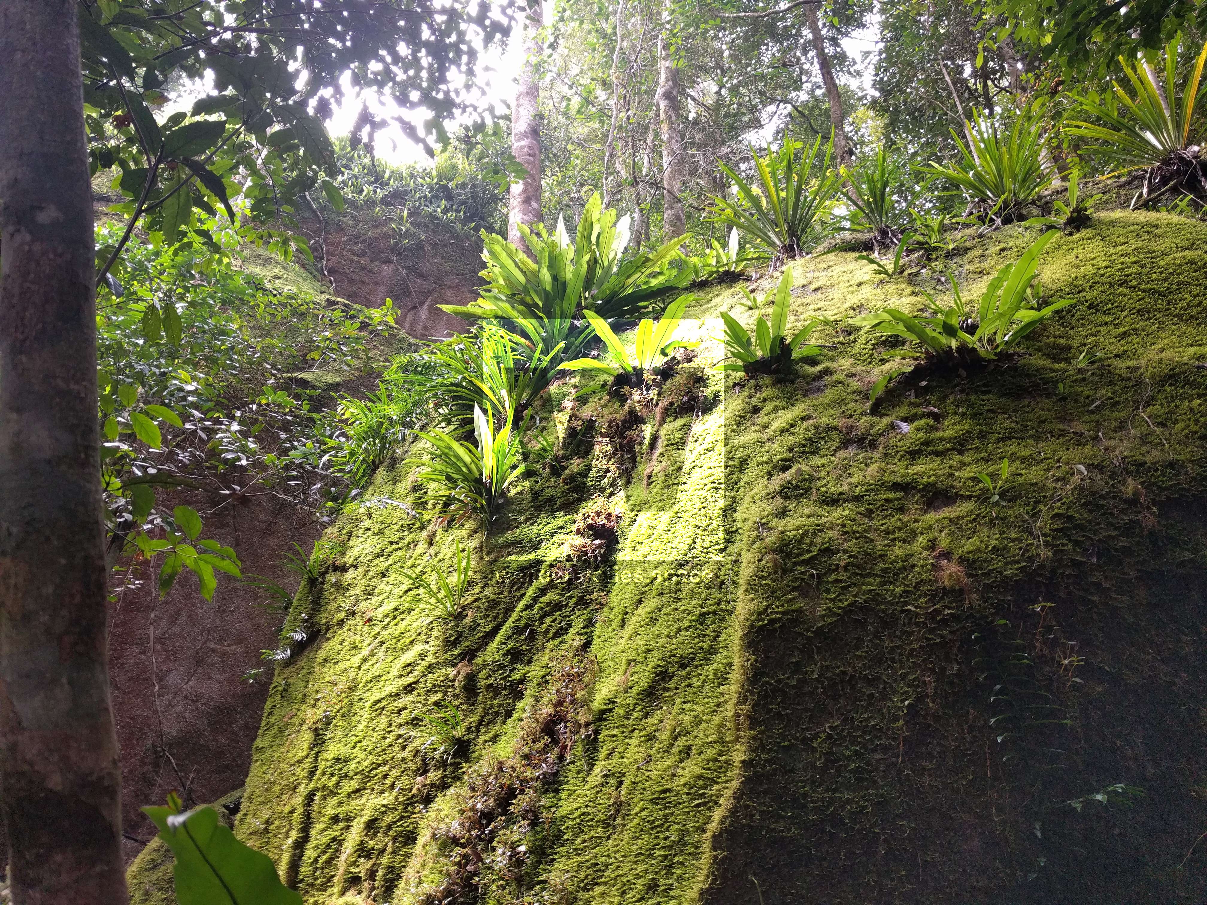 Torsten's Rock Garden, Paluma