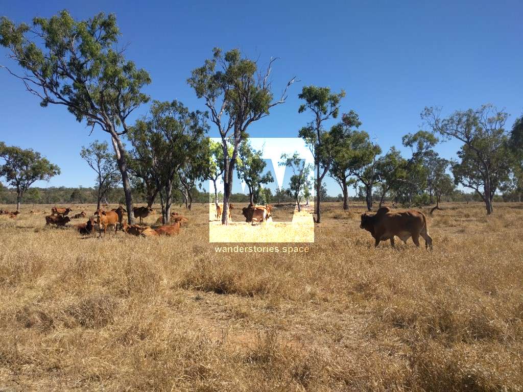 Cows in Australia's outback