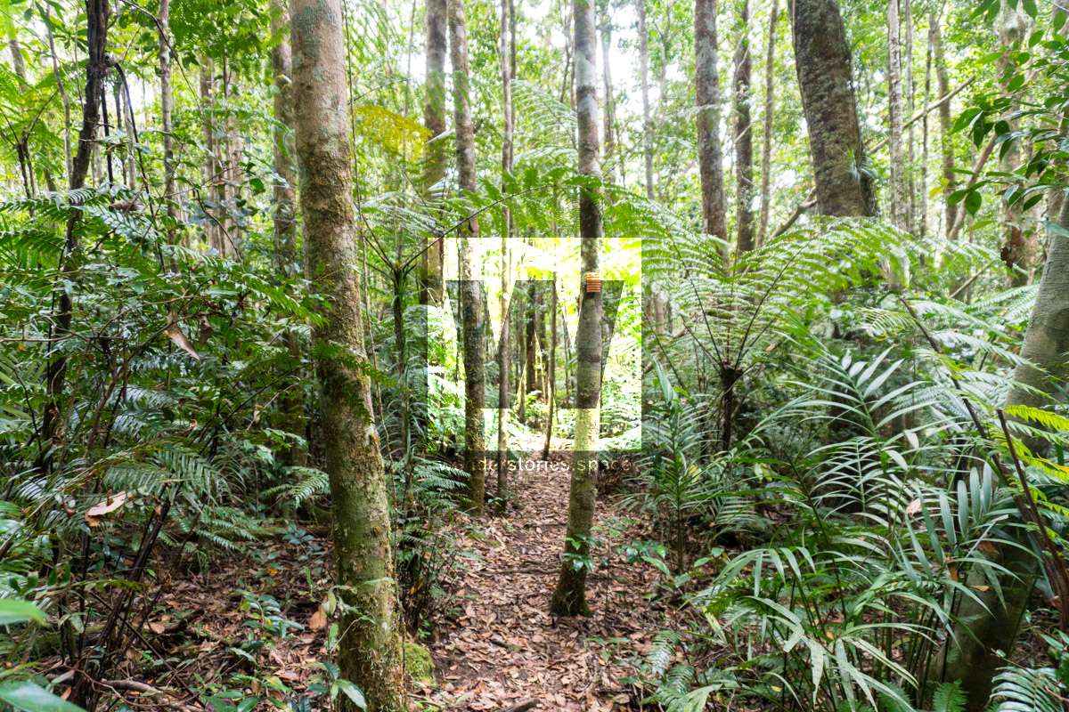 Paluma rainforest walking track