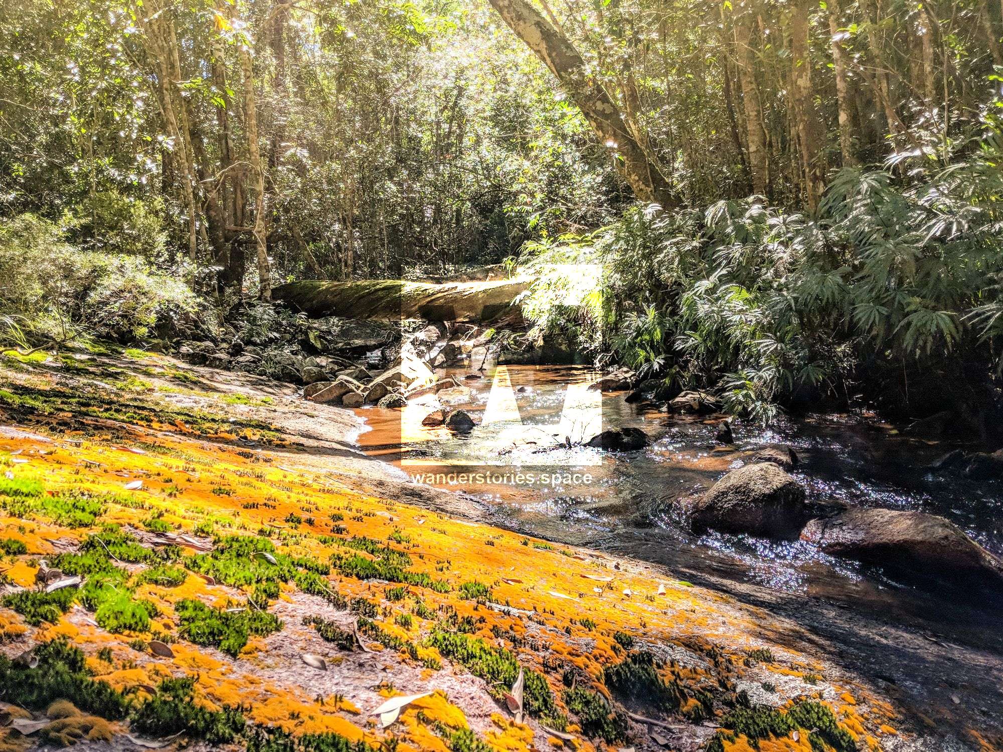 orange moss prospector hermit creek paluma