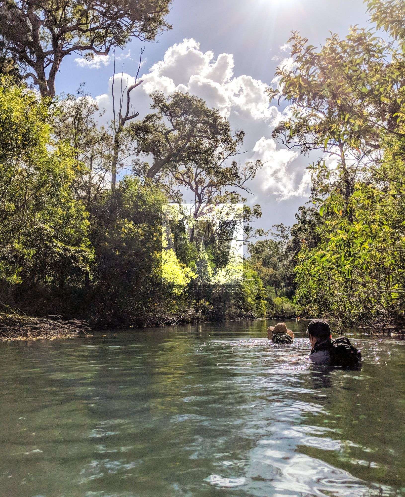 swimming hermit creek paluma