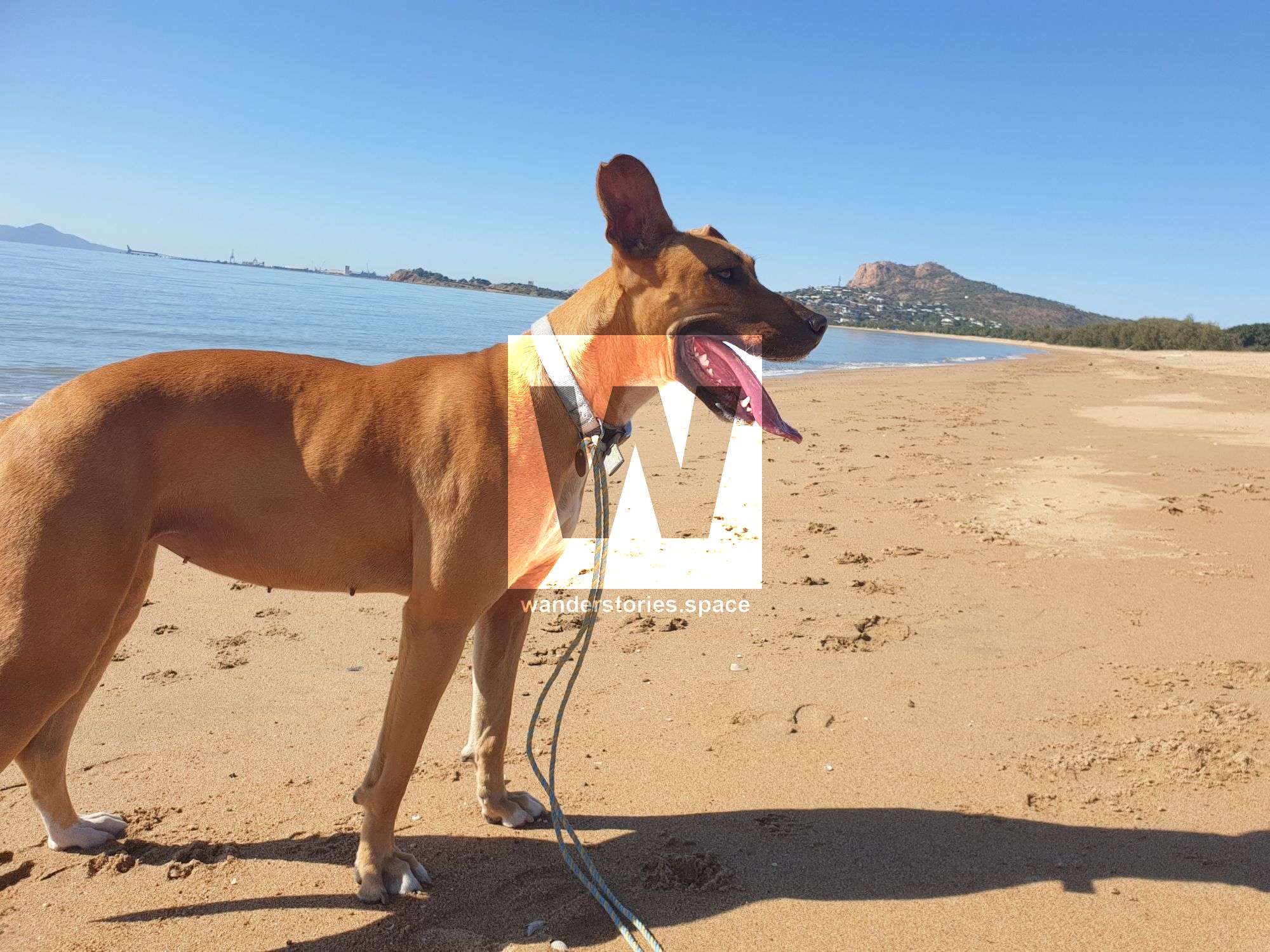 Beach dog walking Townsville