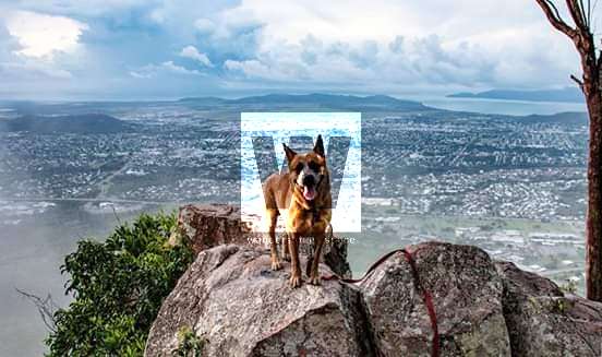 Mt Start dog with a view