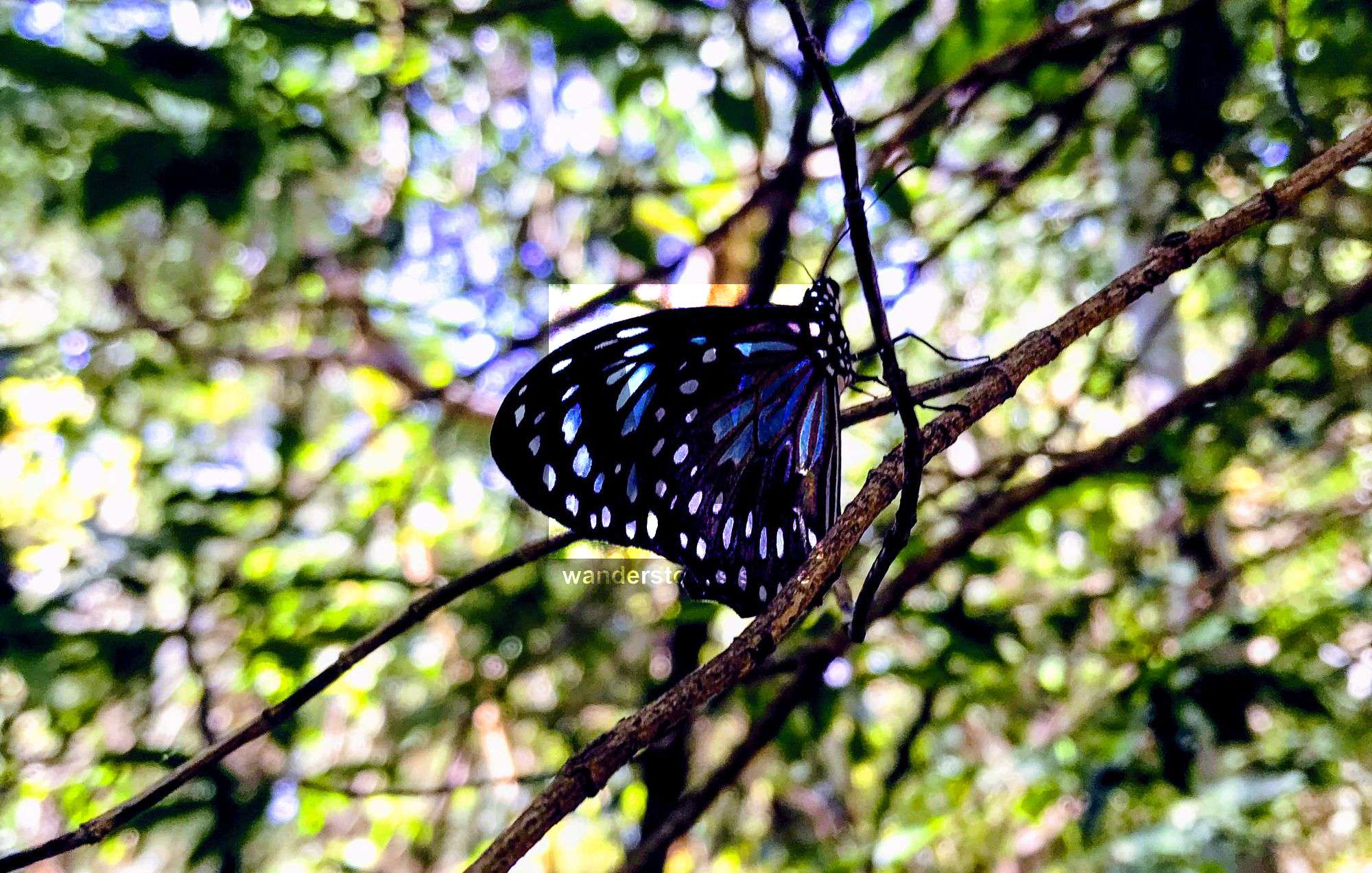 Butterfly Forest Walk, Magnetic Island