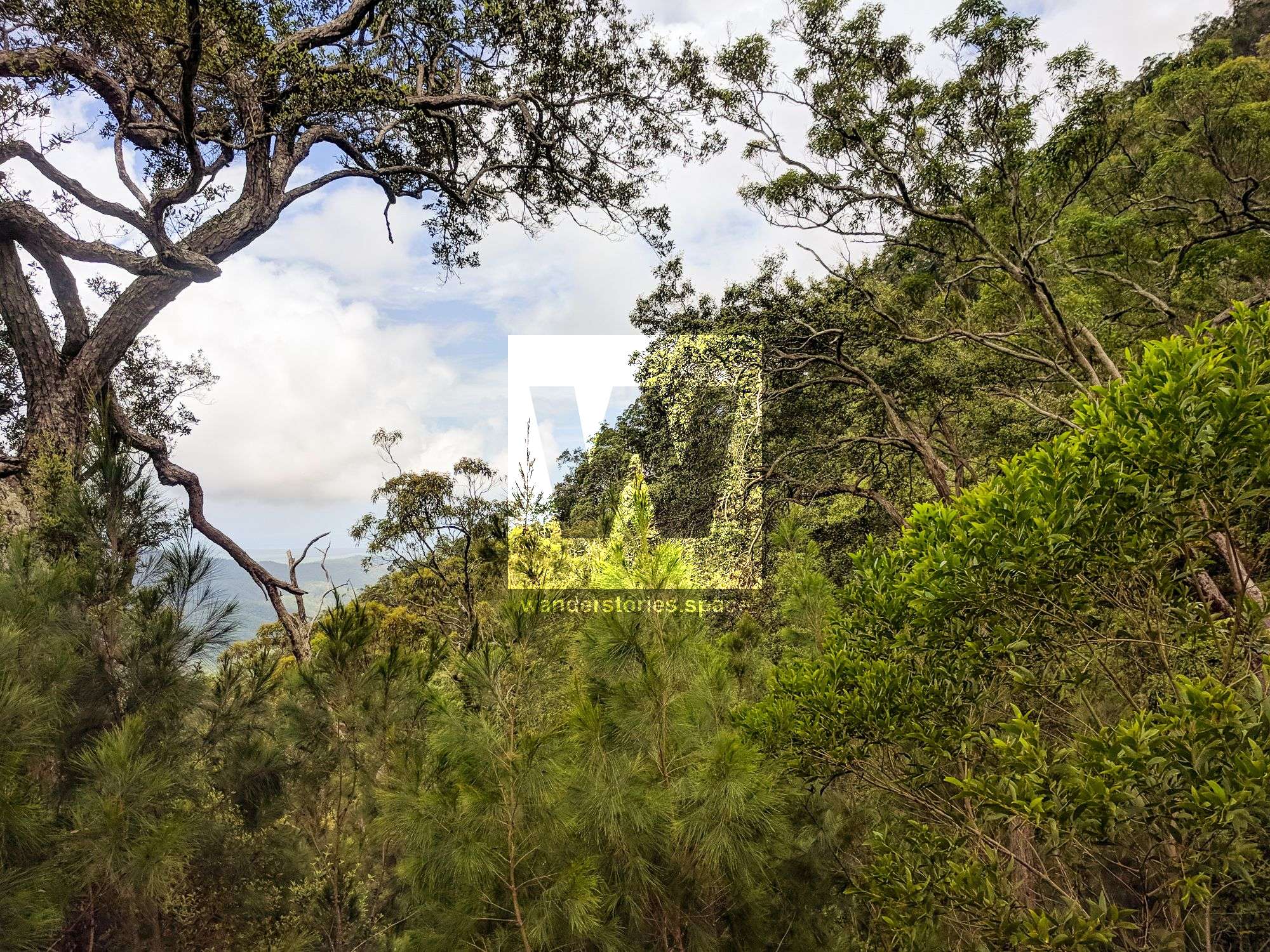 Steep ridgeline of Circle View Mountain, Paluma Range National Park