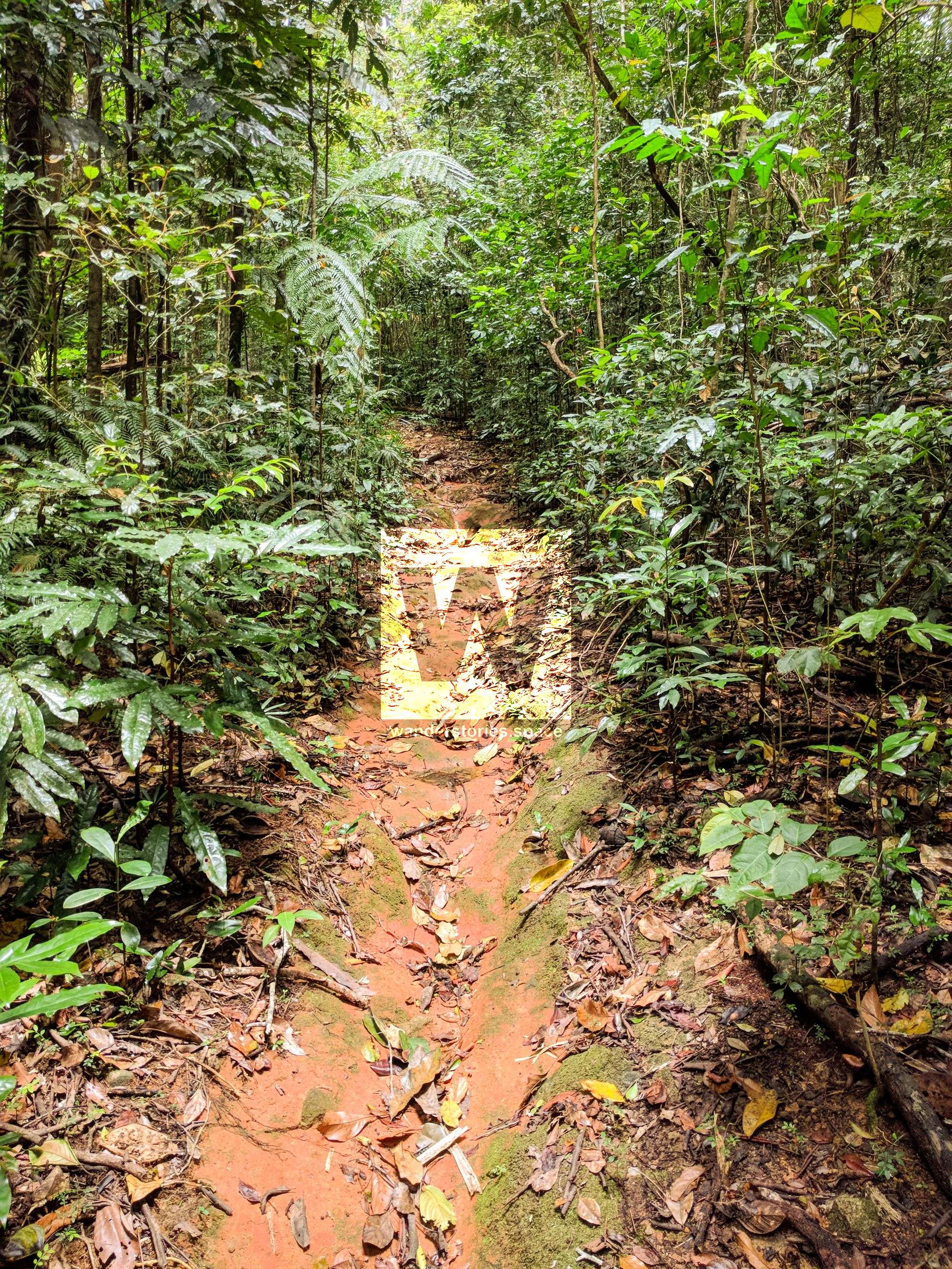 prb track logging road paluma