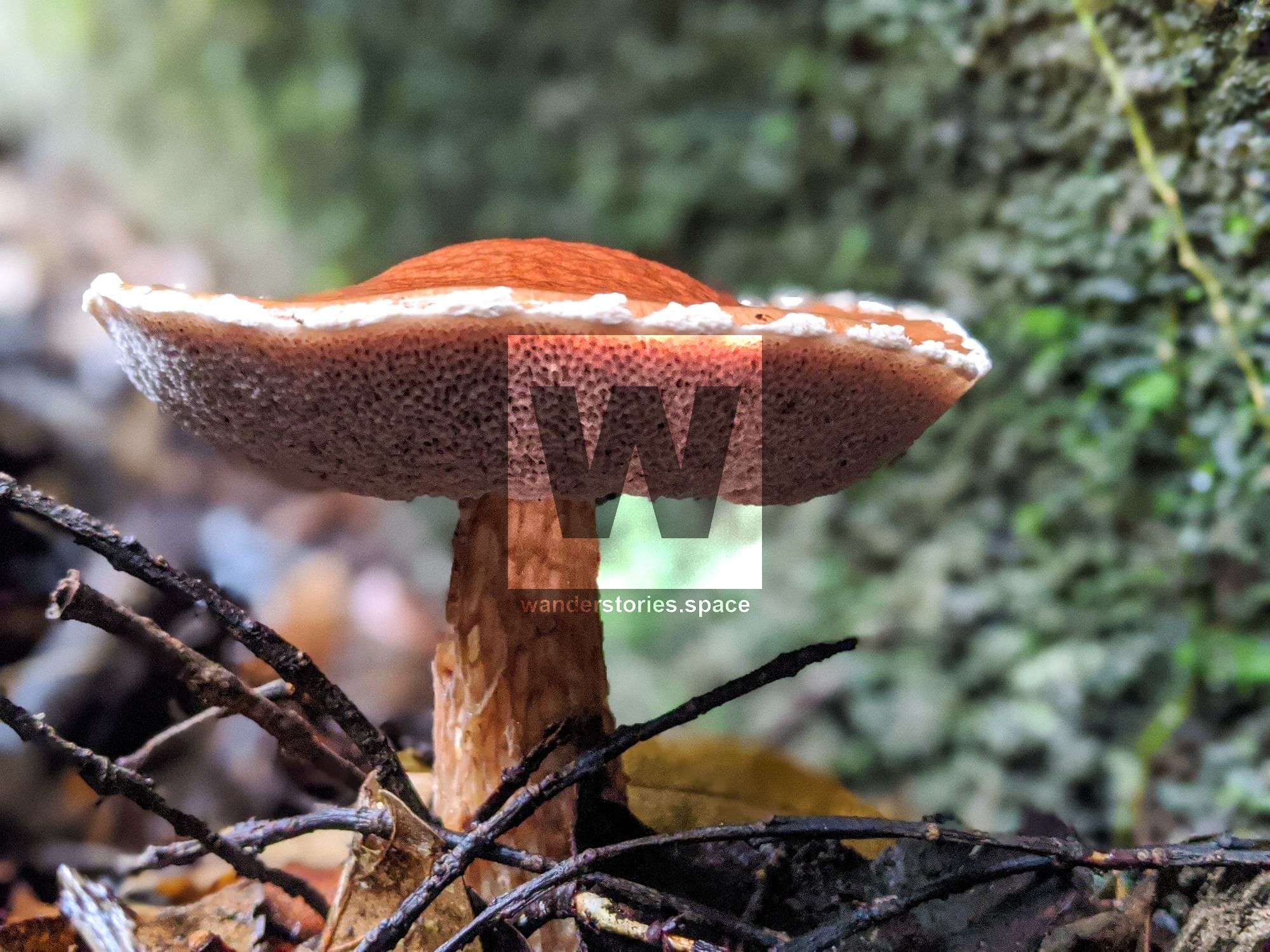 daintree mushroom