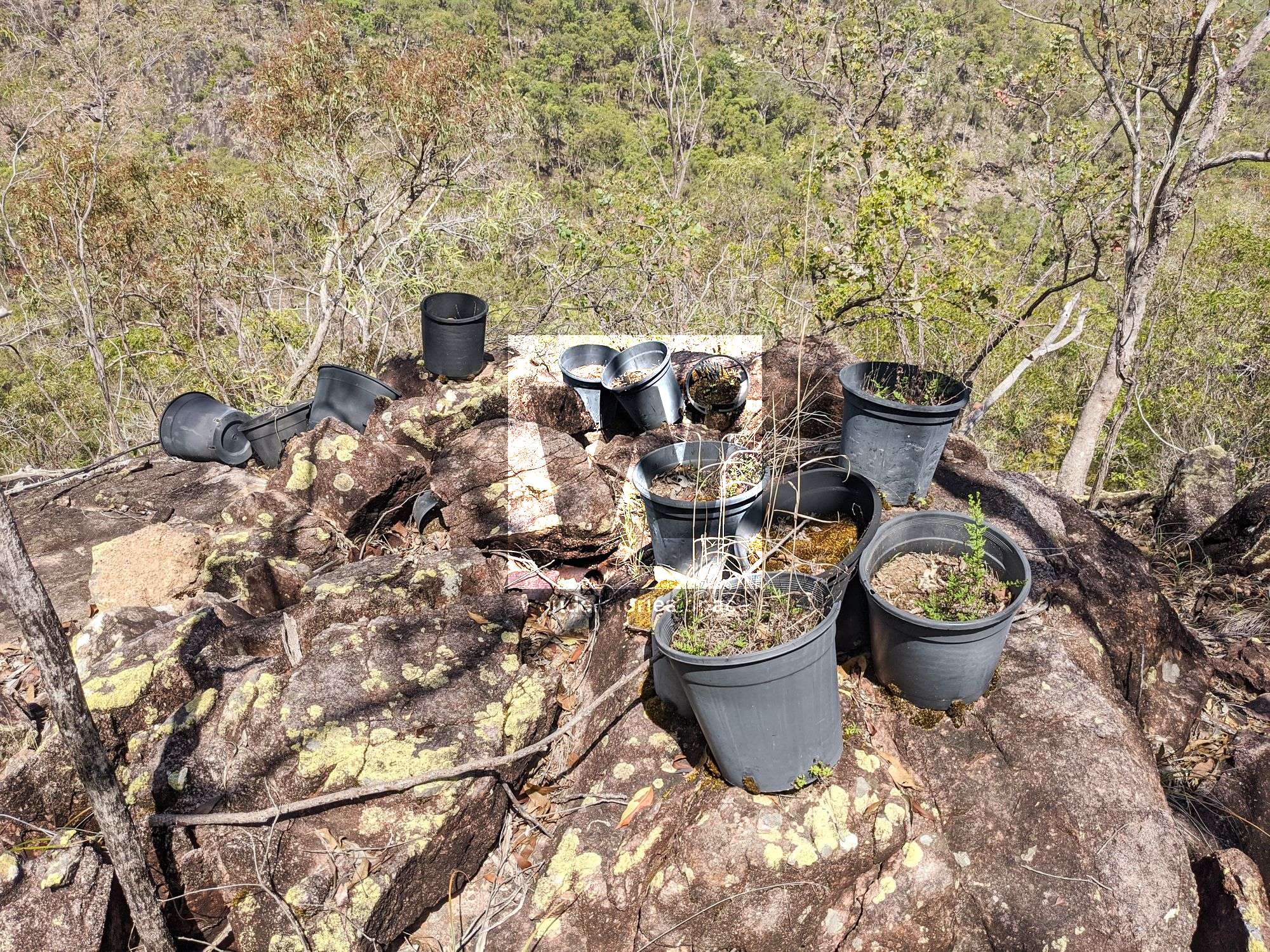 pot plants work camp paluma