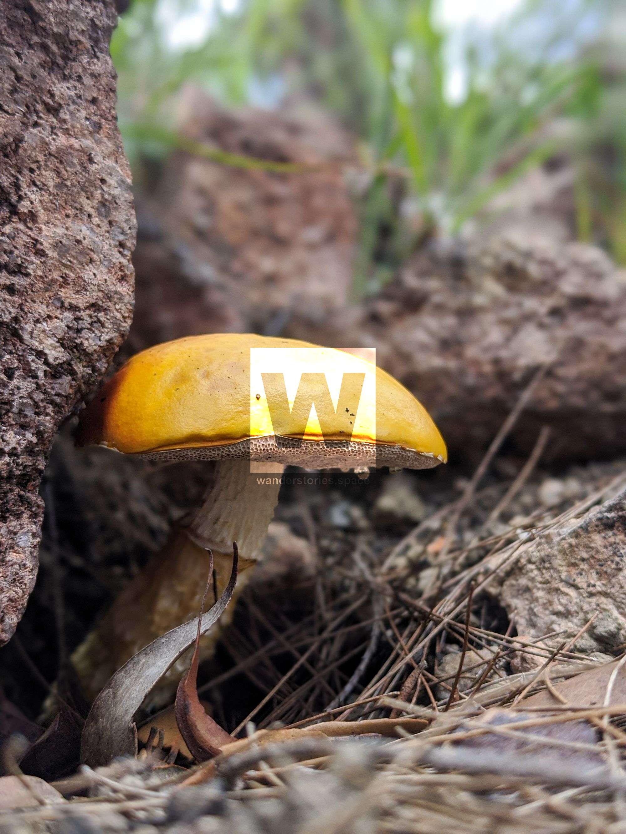 yellow mushroom paluma north queensland