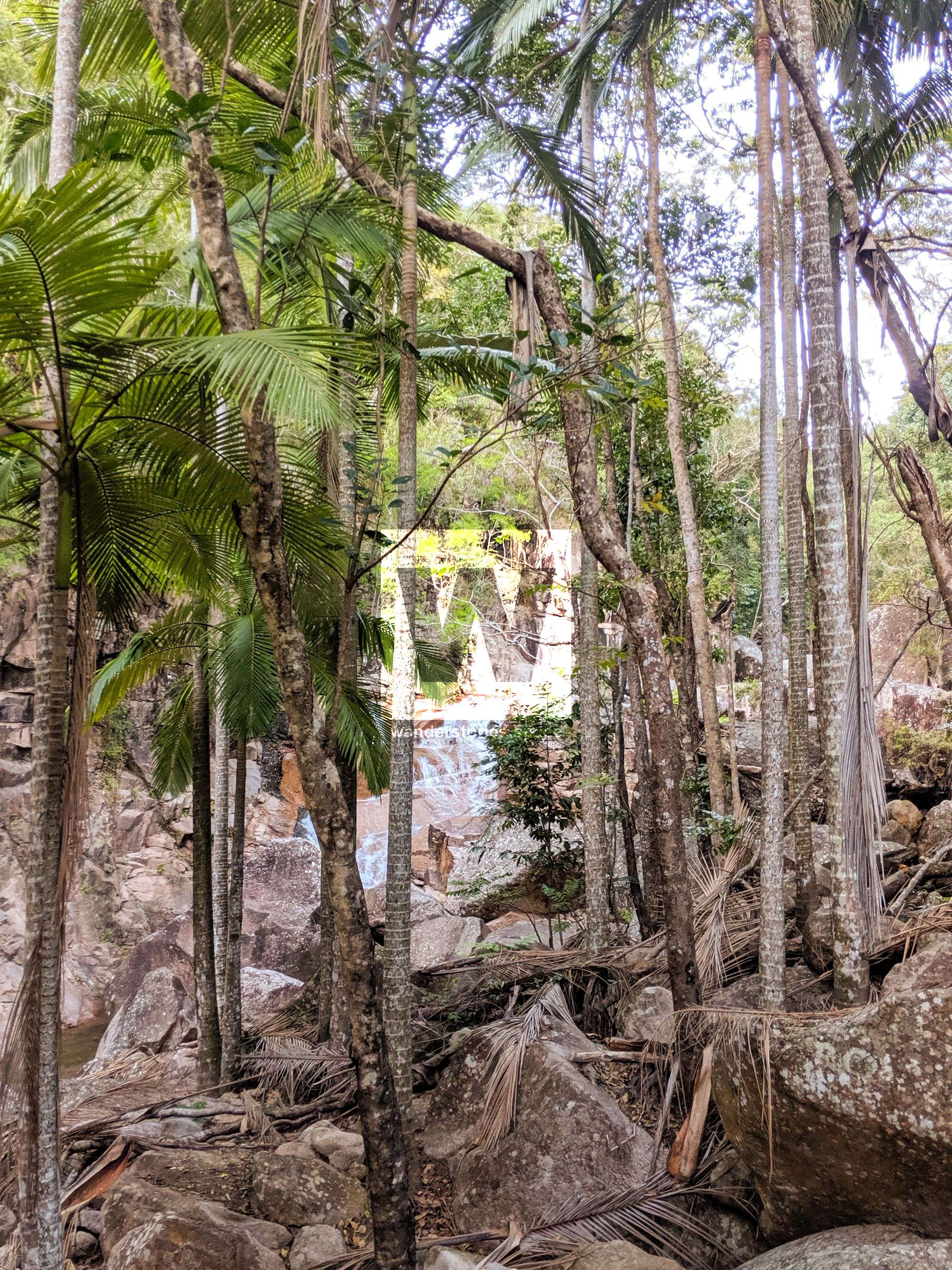 cockatoo creek palm trees