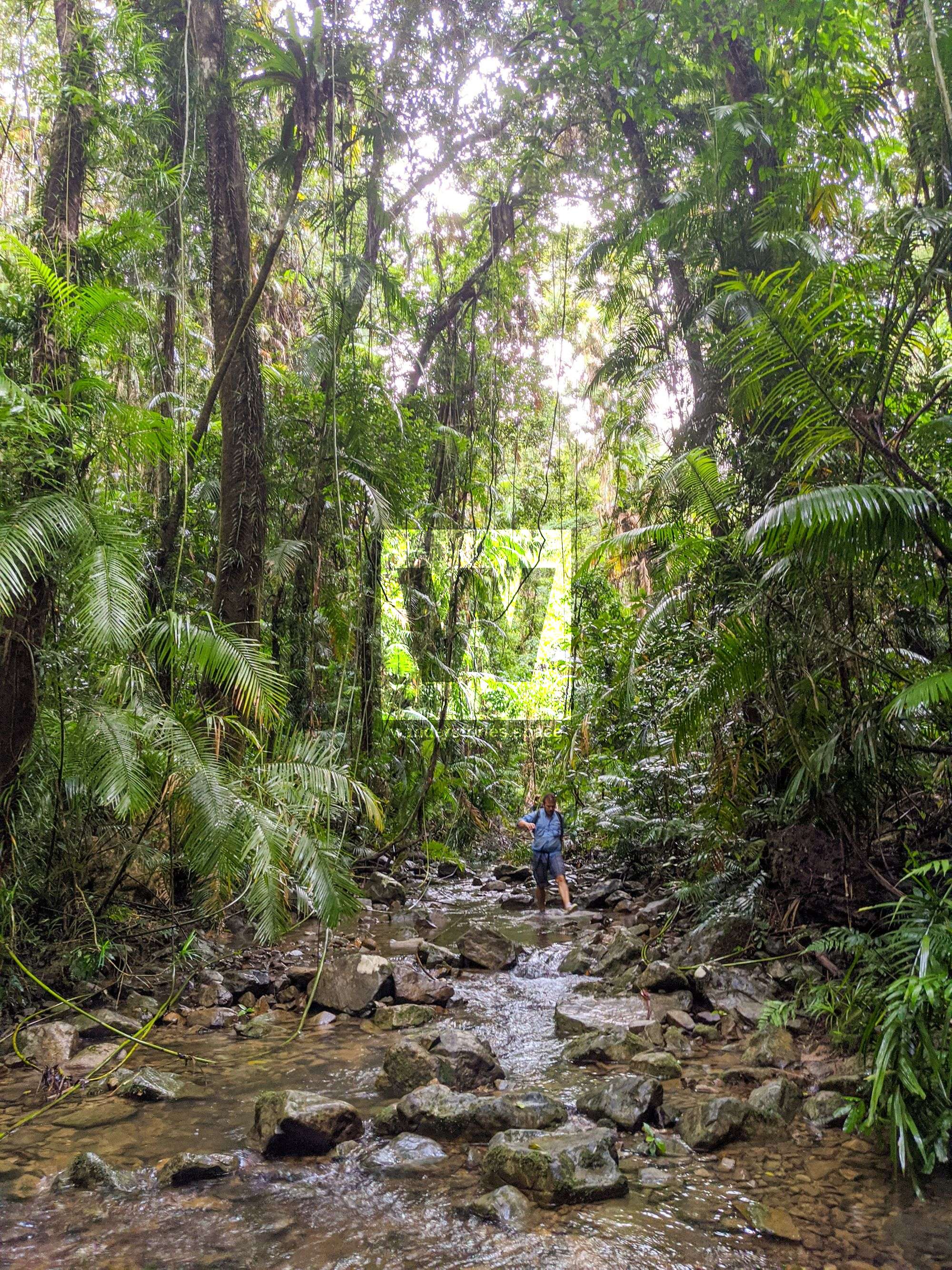 creek rainforest paluma