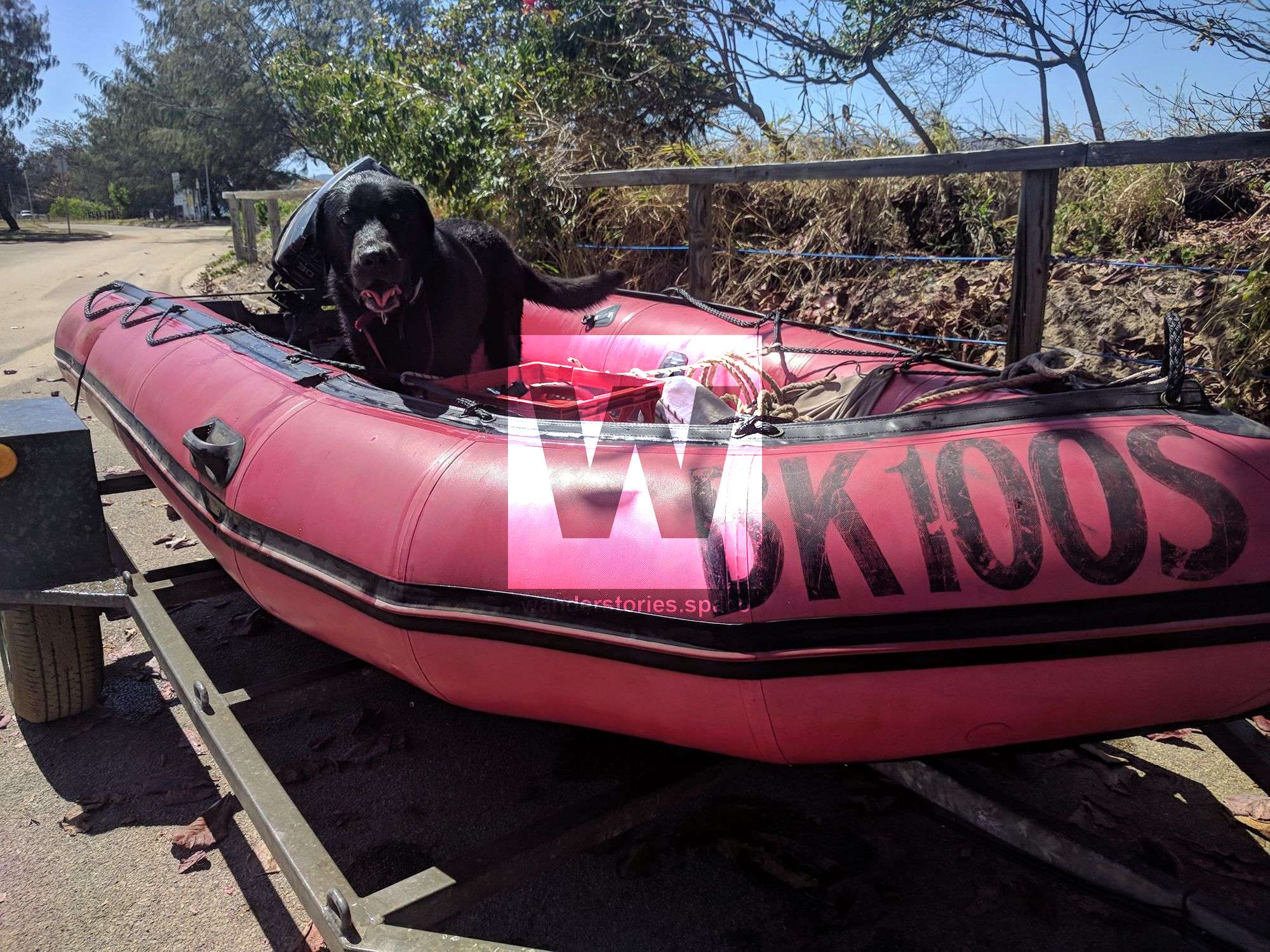dog boating pallarenda townsville