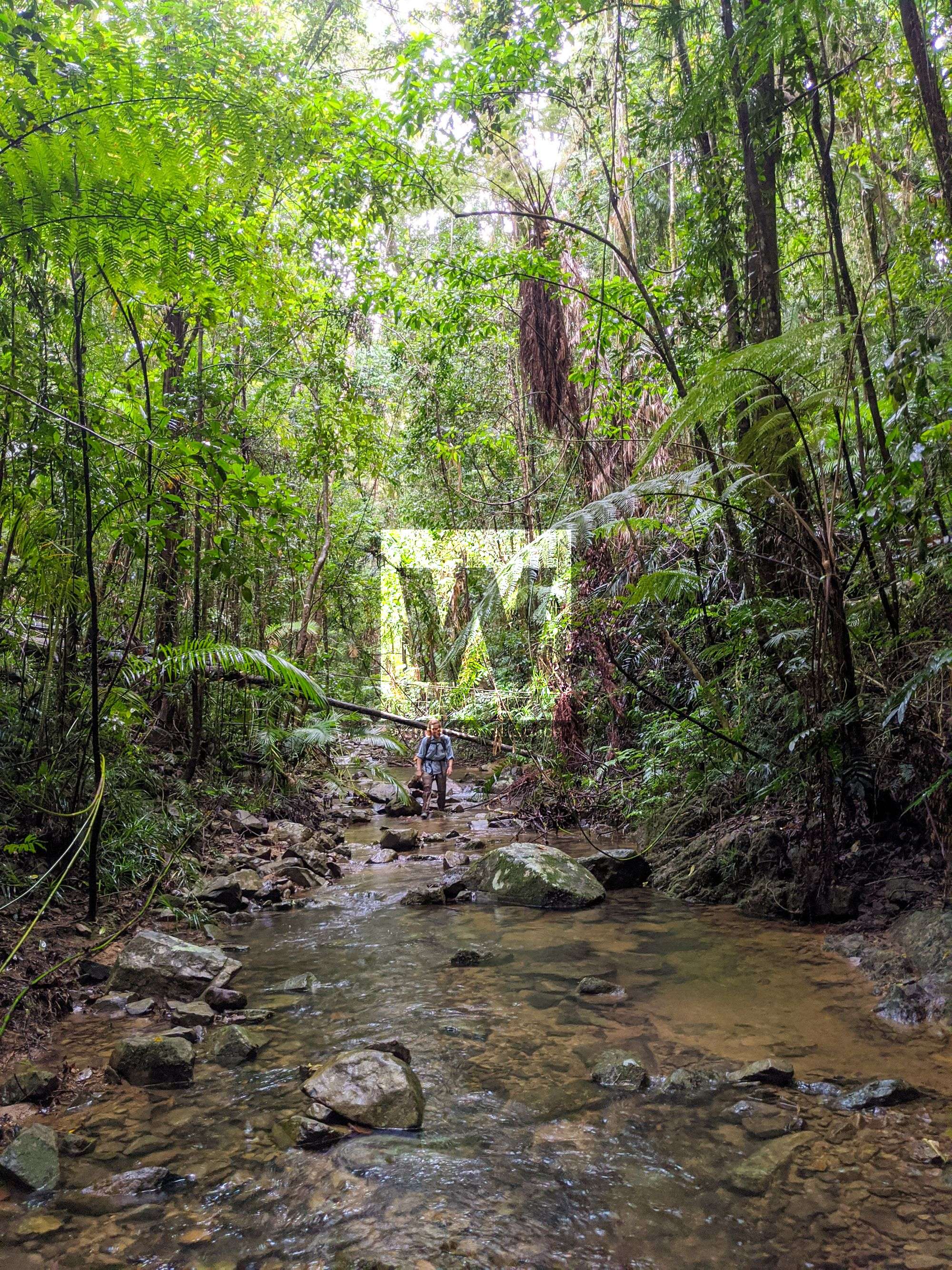 intermittent rainforest creek