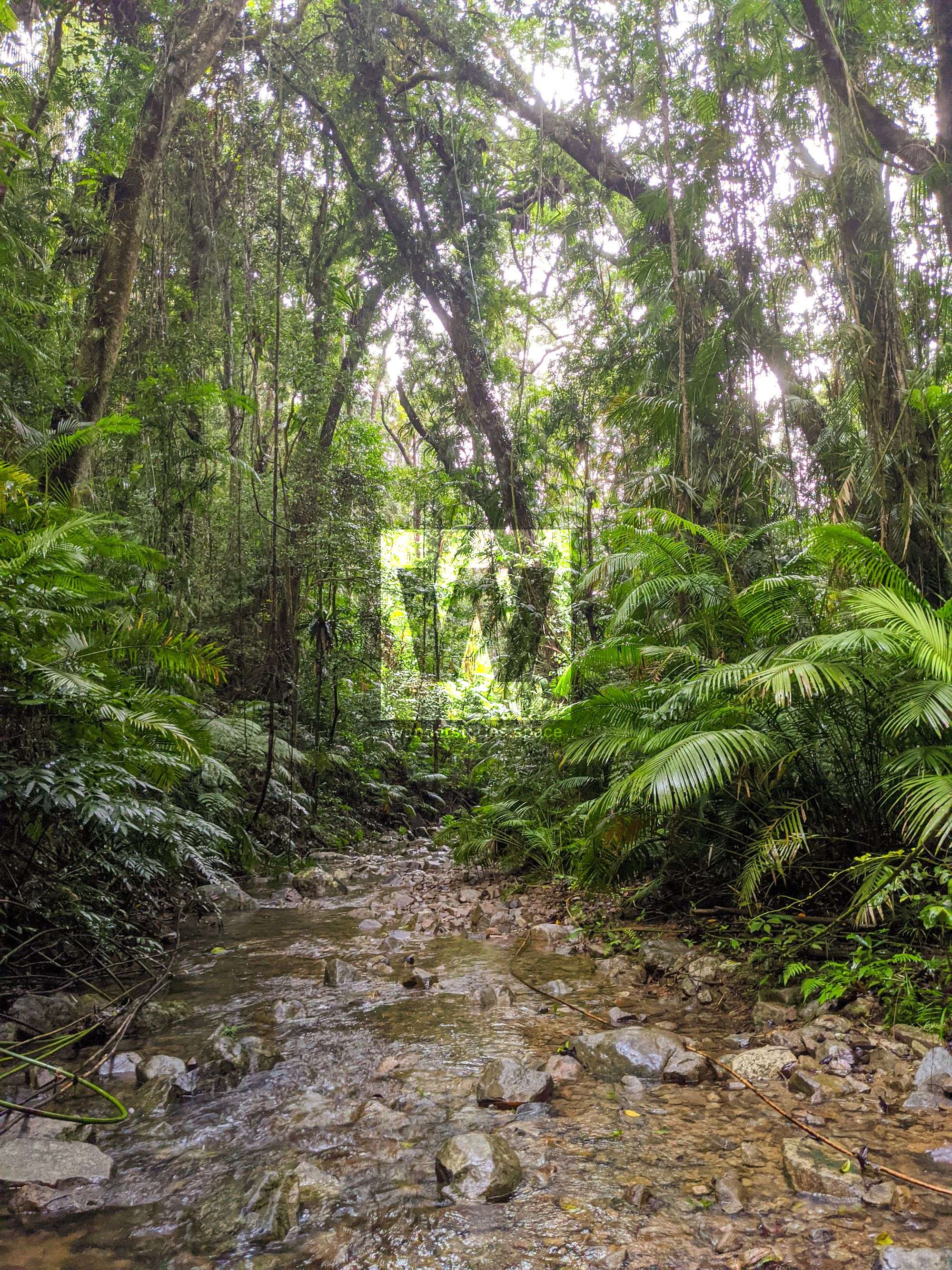lush rainforest stream