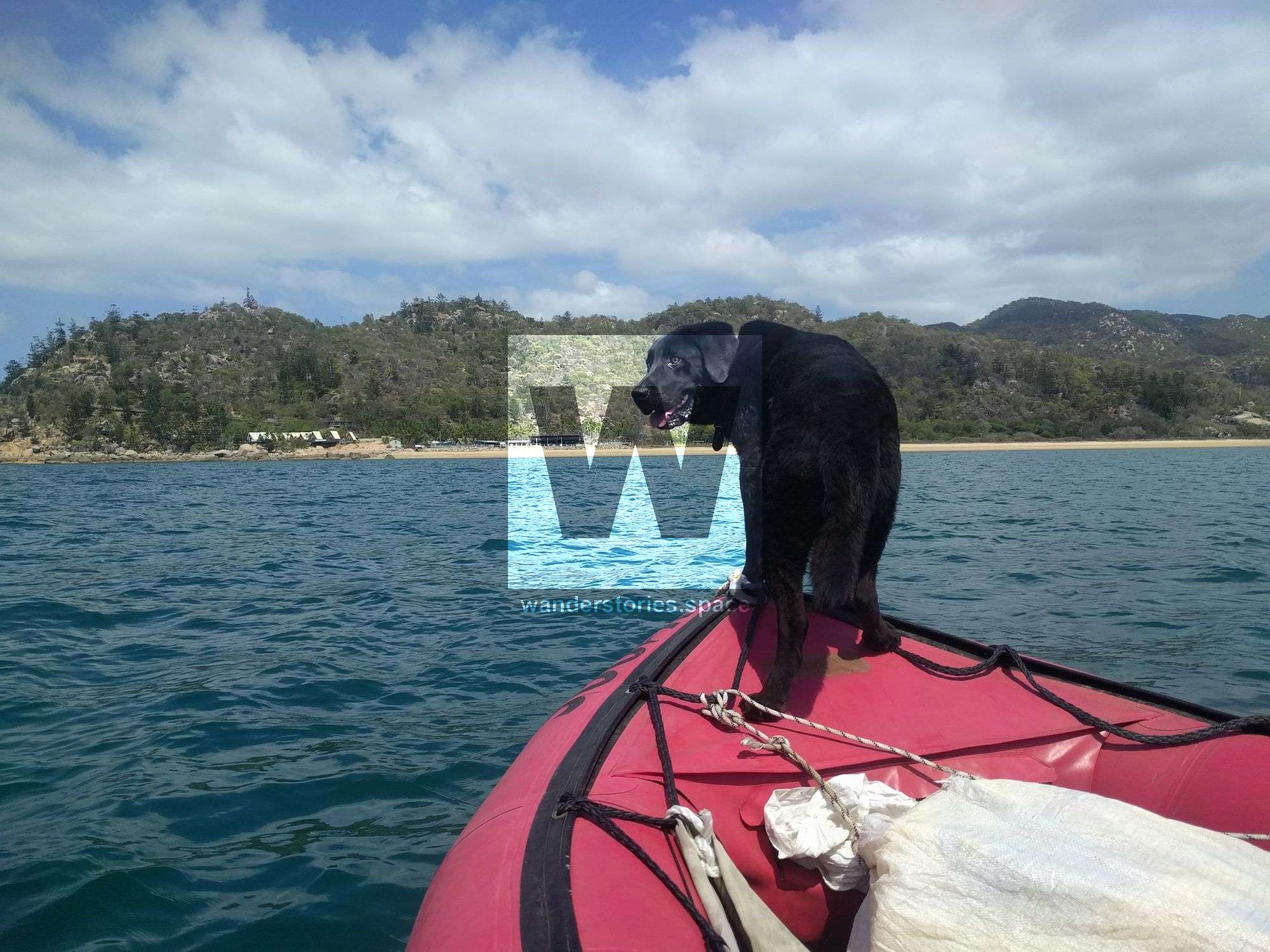 magnetic island dog in boat