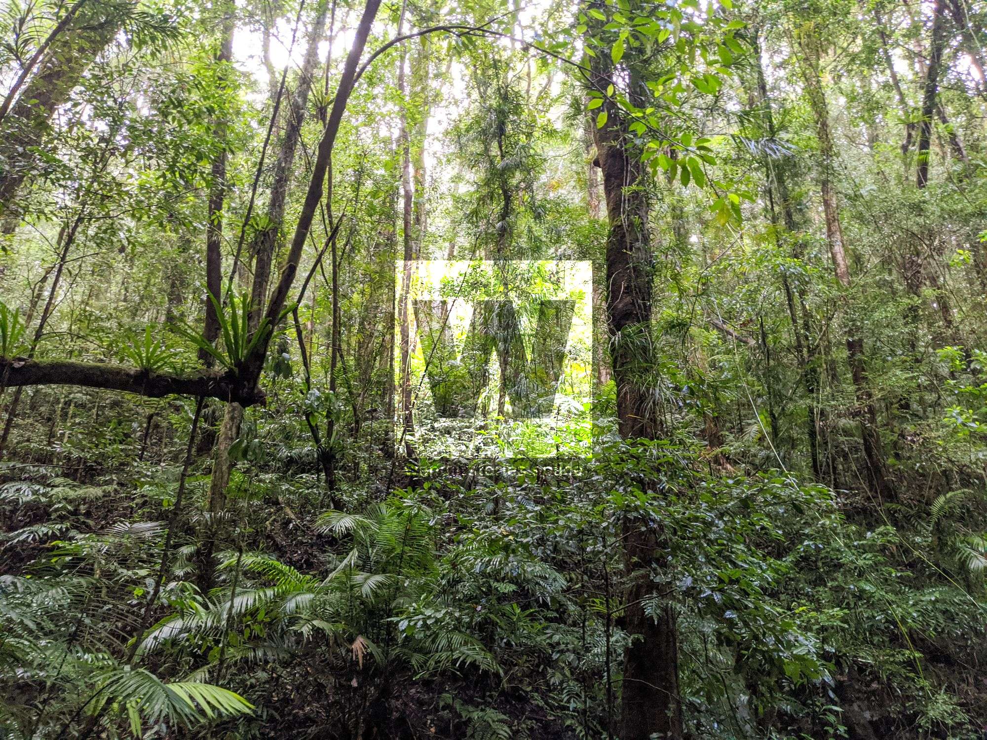 paluma range rainforest