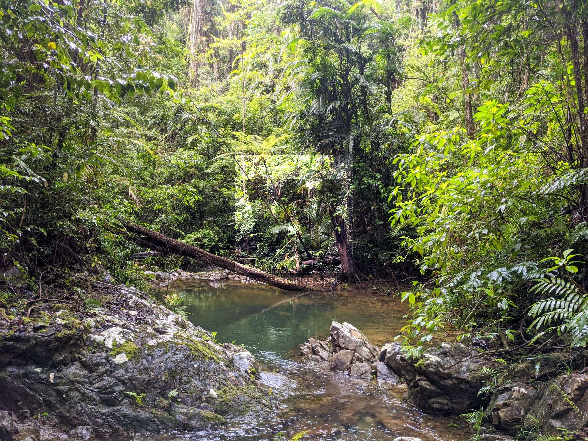 rainforest creek paluma