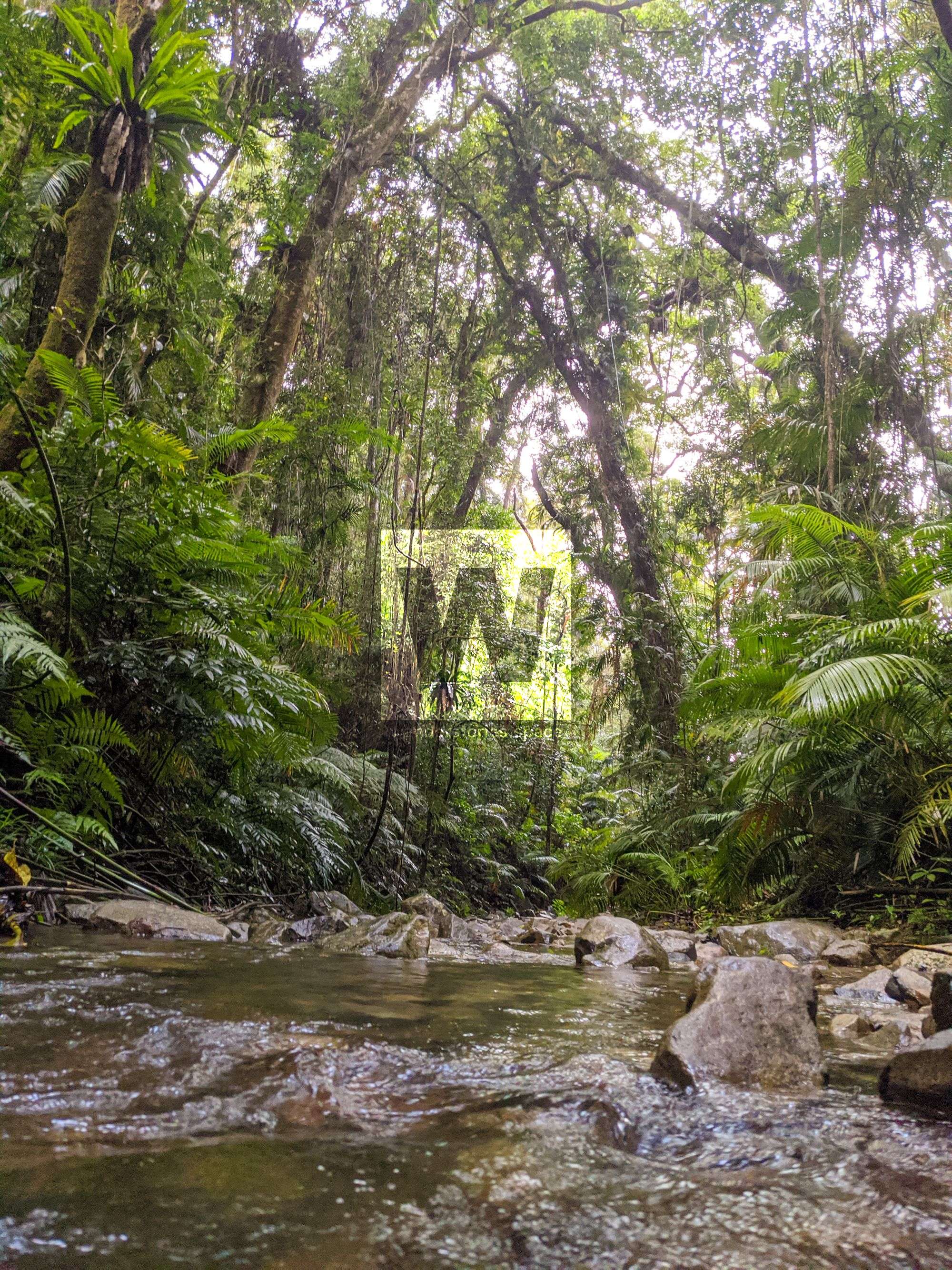 rainforest stream paluma range