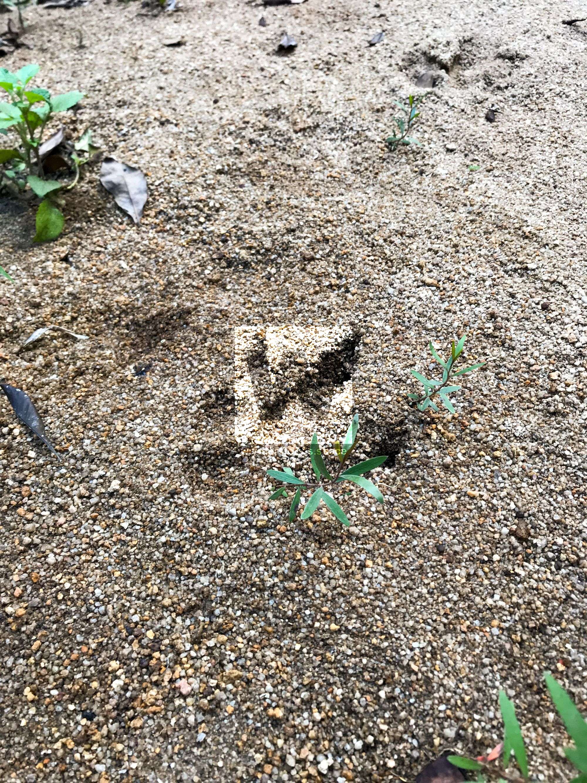raspberry falls track cassowary footprint