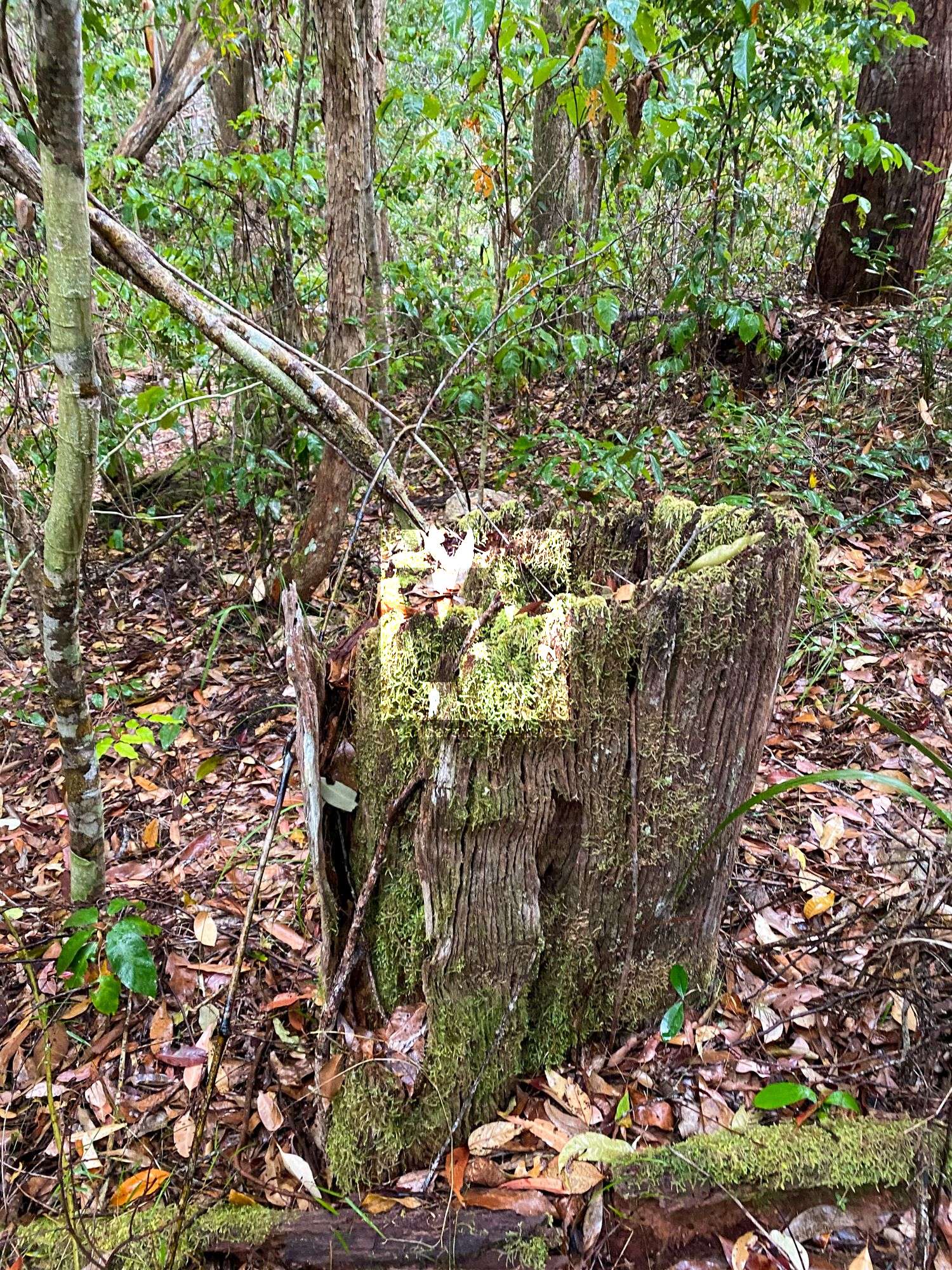 tree stump bluegum