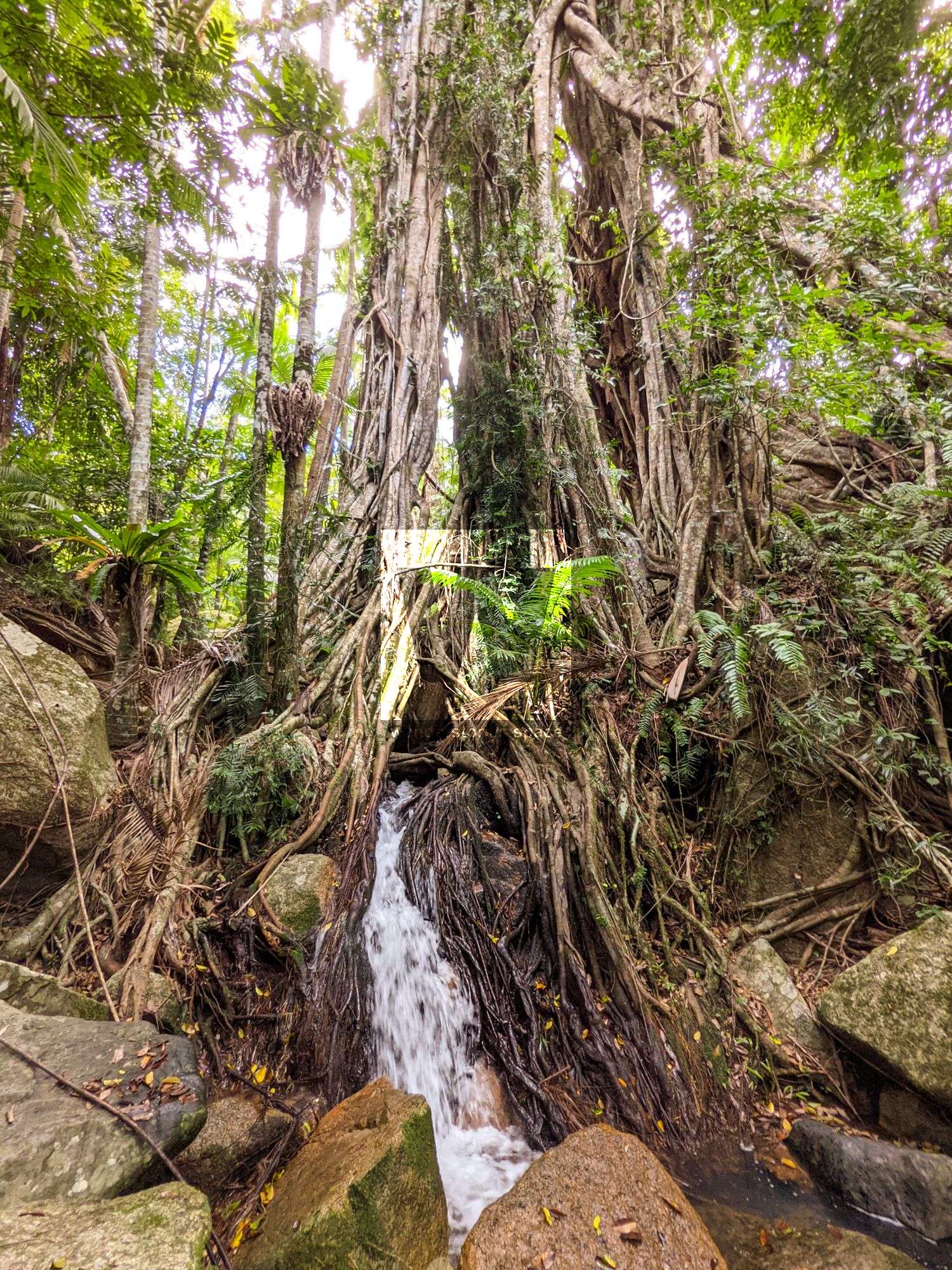 Fig Tree Falls Paluma
