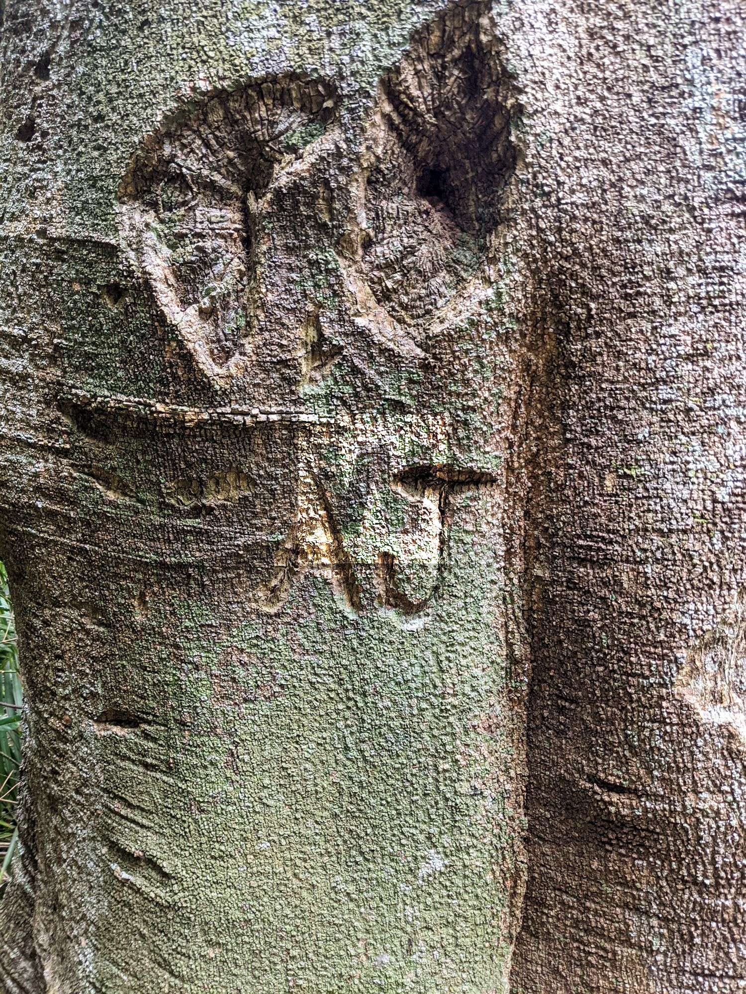 history tree carving