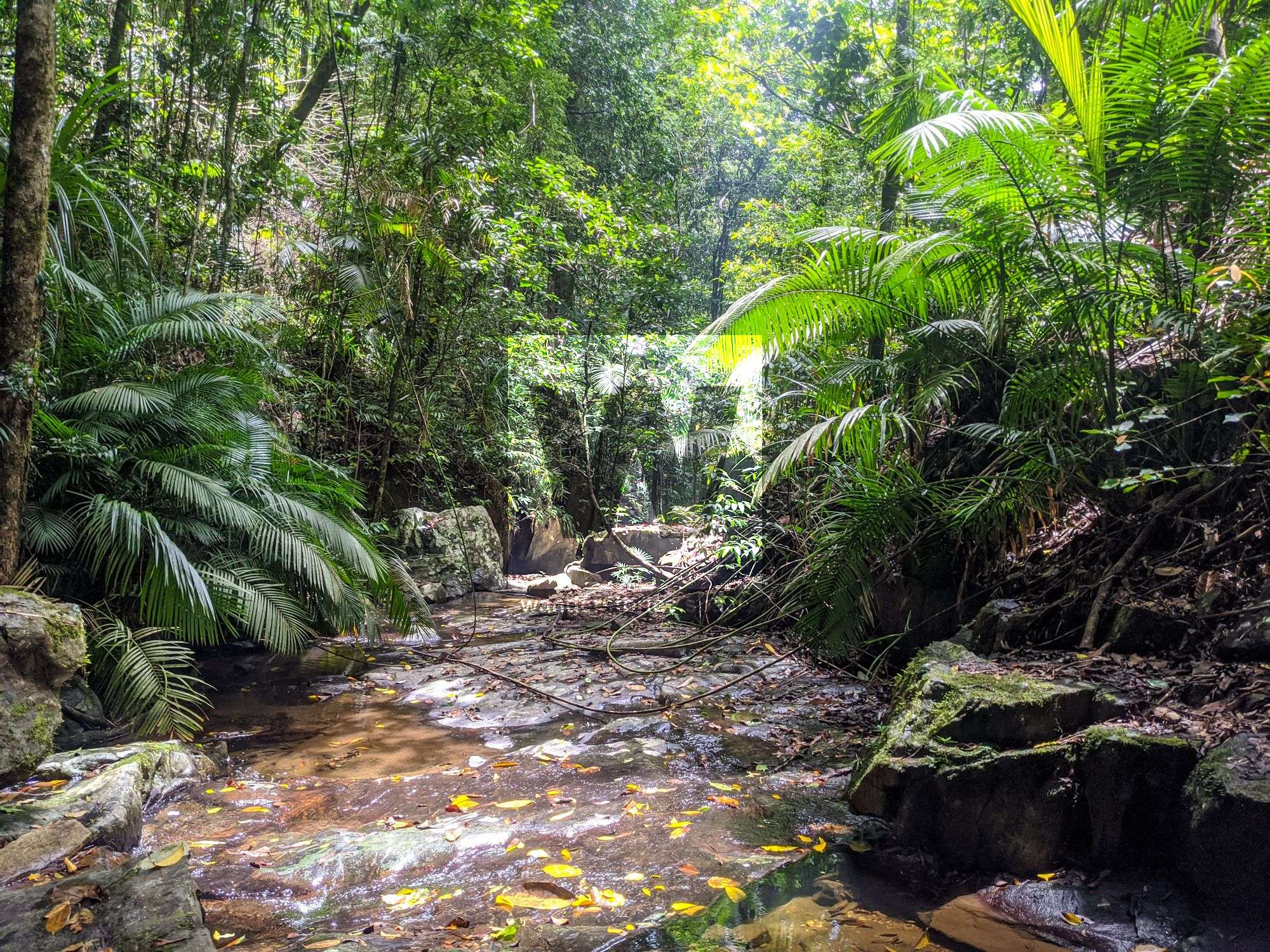 rainforest creek mowbray