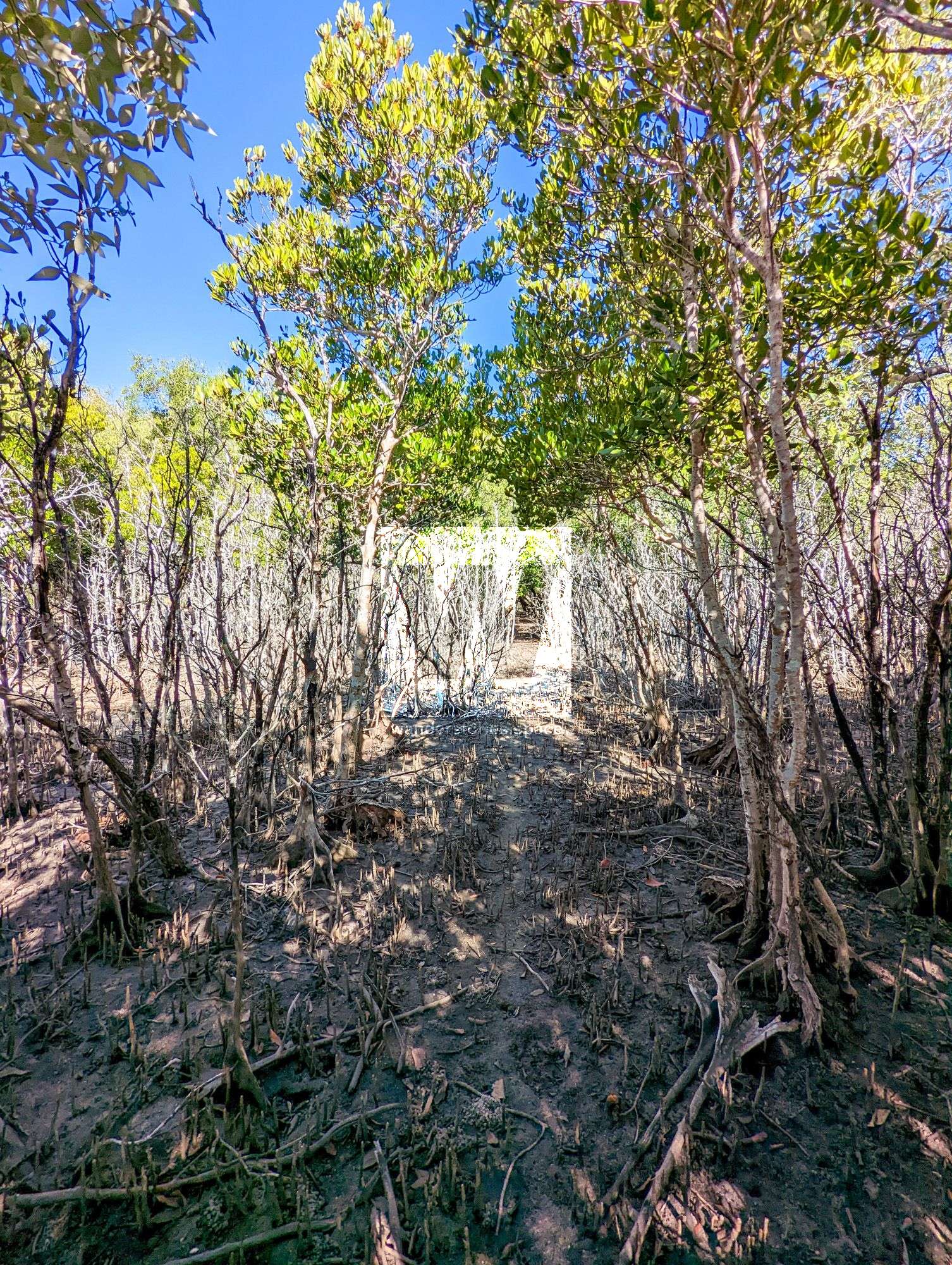 Fantome Island Lock Hospital mangroves track
