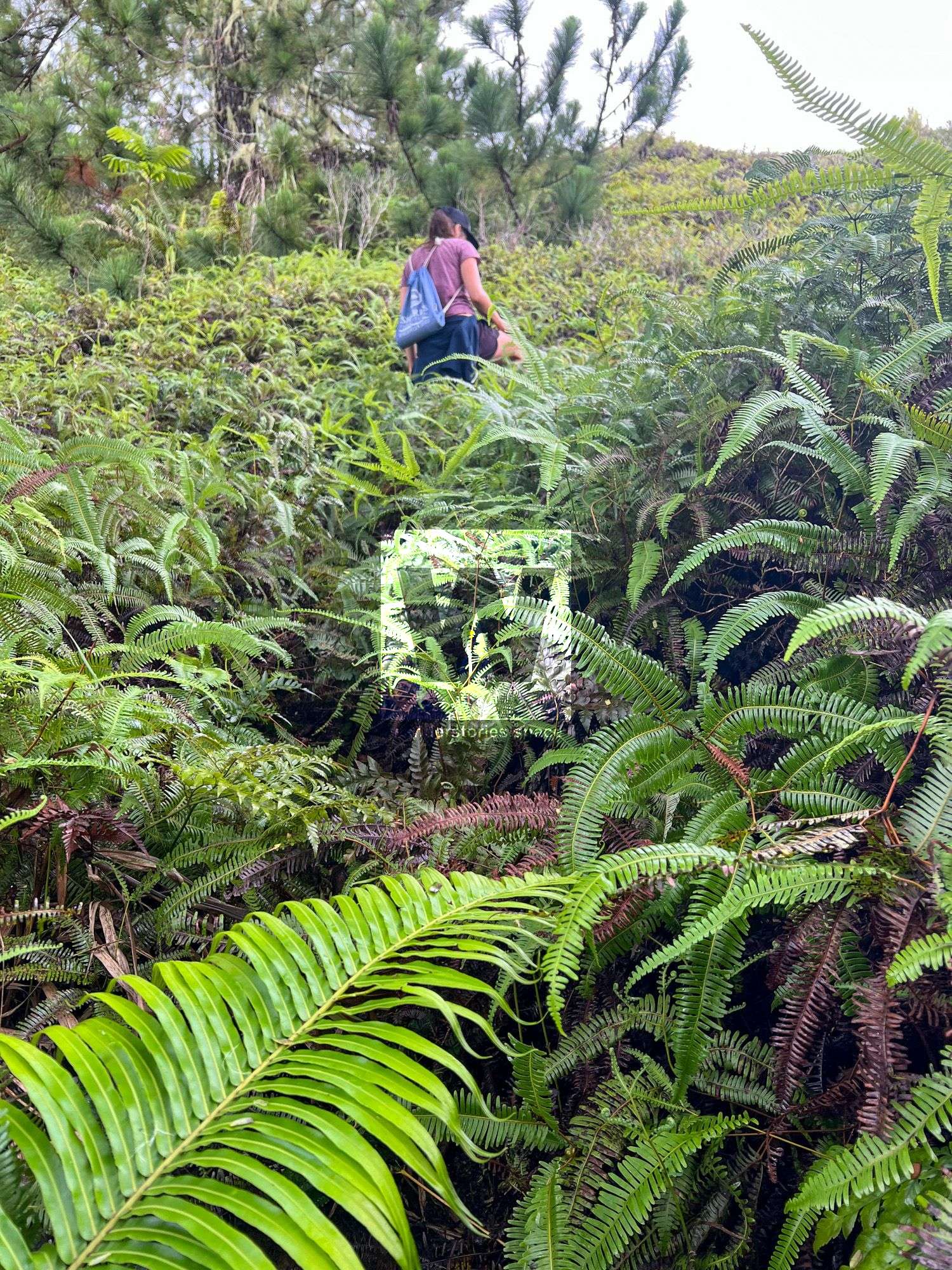 Mount Ahutaa ferns