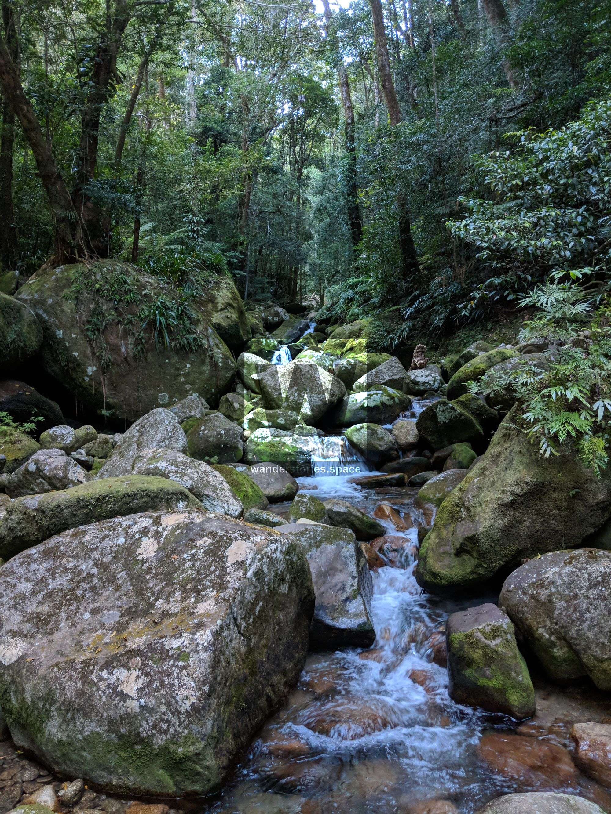 rocky rainforest creek